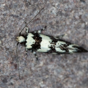 Macrobathra (genus) at Melba, ACT - 22 Nov 2020