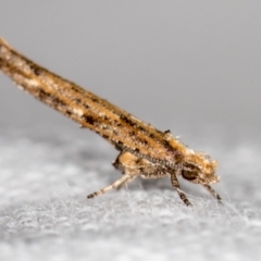 Zelleria cynetica (Rectangular Ermine Moth) at Melba, ACT - 22 Nov 2020 by Bron