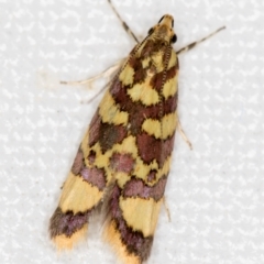 Tisobarica thyteria (A concealer moth) at Melba, ACT - 22 Nov 2020 by Bron