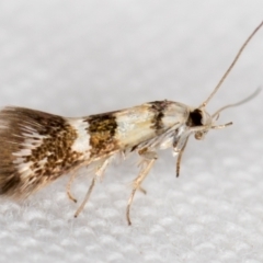 Oecophoridae (family) (Unidentified Oecophorid concealer moth) at Melba, ACT - 22 Nov 2020 by Bron