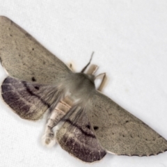 Arhodia lasiocamparia (Pink Arhodia (Oenochrominae)) at Melba, ACT - 21 Nov 2020 by Bron