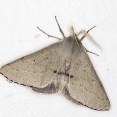 Arhodia lasiocamparia at Melba, ACT - 21 Nov 2020 12:40 AM