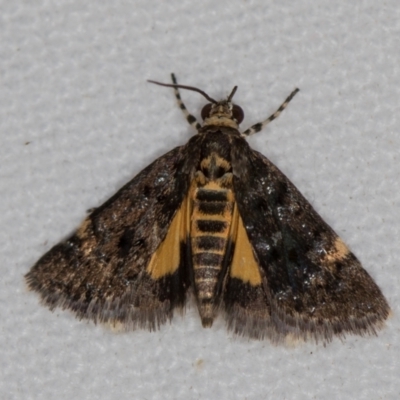 Heliothela ophideresana (A Crambid Moth (Scopariinae)) at Melba, ACT - 20 Nov 2020 by Bron