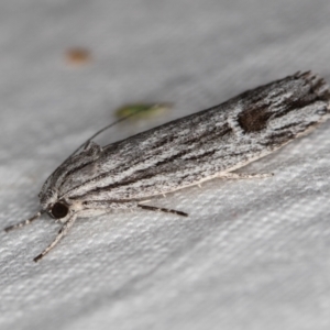 Lichenaula tuberculata at Melba, ACT - 21 Nov 2020 12:55 AM