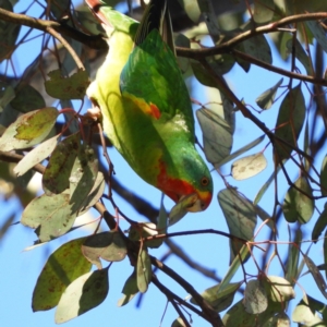 Lathamus discolor at Kambah, ACT - 21 May 2021