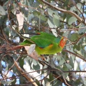 Lathamus discolor at Kambah, ACT - suppressed