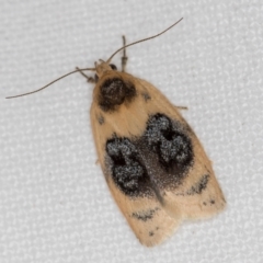 Garrha ocellifera (A concealer moth) at Melba, ACT - 20 Nov 2020 by Bron