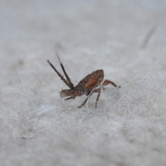 Platybrachys sp. (genus) (A gum hopper) at Kambah, ACT - 23 May 2021 by MatthewFrawley