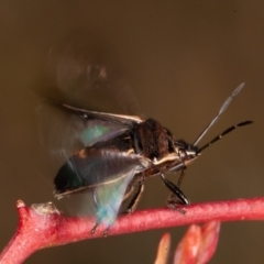 Cermatulus nasalis (Predatory shield bug, Glossy shield bug) at Symonston, ACT - 23 May 2021 by rawshorty