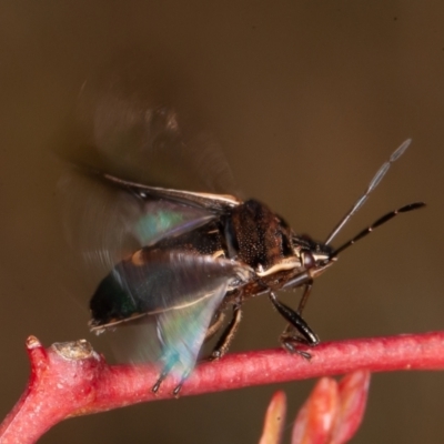 Cermatulus nasalis (Predatory shield bug, Glossy shield bug) at Callum Brae - 23 May 2021 by rawshorty