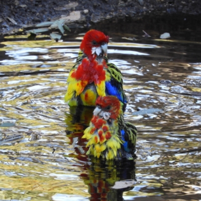 Platycercus eximius (Eastern Rosella) at Kambah, ACT - 21 May 2021 by MatthewFrawley