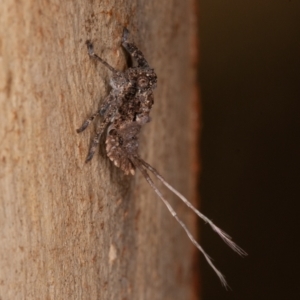 Platybrachys sp. (genus) at Symonston, ACT - 23 May 2021 12:57 PM