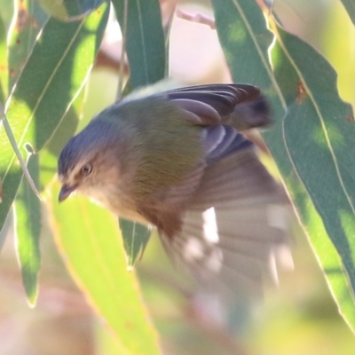 Smicrornis brevirostris (Weebill) at Albury, NSW - 23 May 2021 by Kyliegw