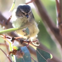 Smicrornis brevirostris at Albury - 23 May 2021