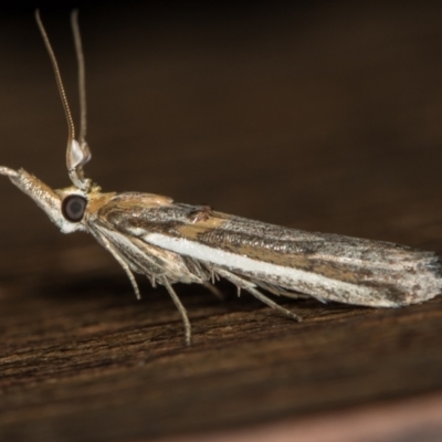 Etiella behrii (Lucerne Seed Web Moth) at Melba, ACT - 20 Nov 2020 by Bron