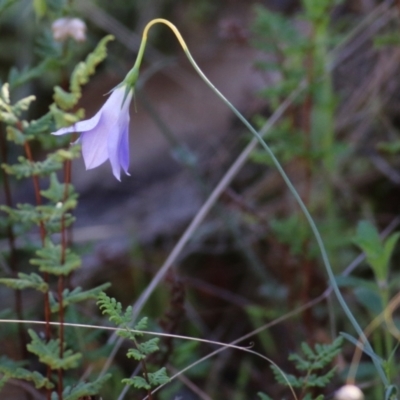 Wahlenbergia stricta subsp. stricta (Tall Bluebell) at Nail Can Hill - 23 May 2021 by Kyliegw