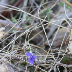 Wahlenbergia stricta subsp. stricta at Albury - 23 May 2021 11:04 AM