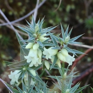 Melichrus urceolatus at West Albury, NSW - 23 May 2021