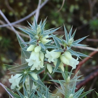 Melichrus urceolatus (Urn Heath) at West Albury, NSW - 23 May 2021 by Kyliegw