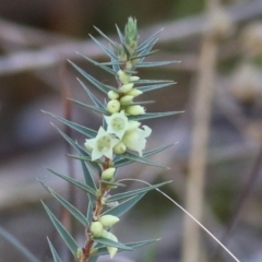 Melichrus urceolatus at West Albury, NSW - 23 May 2021 11:03 AM