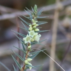 Melichrus urceolatus at West Albury, NSW - 23 May 2021