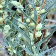 Melichrus urceolatus at West Albury, NSW - 23 May 2021