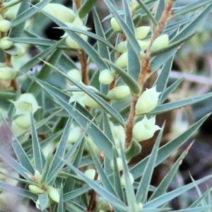 Melichrus urceolatus at West Albury, NSW - 23 May 2021