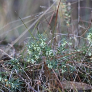 Melichrus urceolatus at West Albury, NSW - 23 May 2021