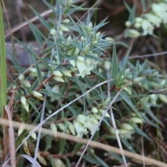 Melichrus urceolatus at West Albury, NSW - 23 May 2021