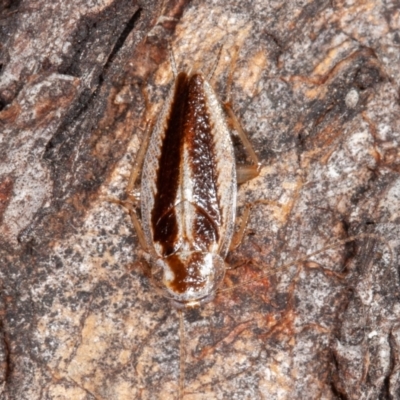Ectoneura sp. (genus) (Cockroach) at Callum Brae - 23 May 2021 by rawshorty