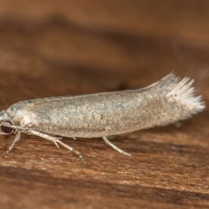 Oecophoridae (family) at Melba, ACT - 21 Nov 2020