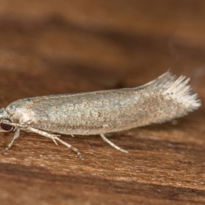 Oecophoridae (family) (Unidentified Oecophorid concealer moth) at Melba, ACT - 21 Nov 2020 by Bron