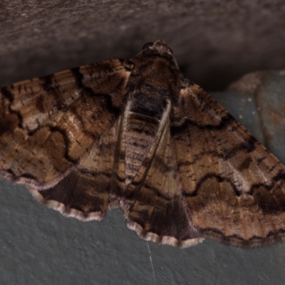 Cryphaea xylina (Woodland Geometrid) at Melba, ACT - 20 Nov 2020 by Bron