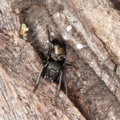 Myrmarachne sp. (genus) (Unidentified Ant-mimic jumping spider) at Callum Brae - 23 May 2021 by rawshorty