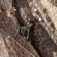 Myrmarachne sp. (genus) at Symonston, ACT - 23 May 2021