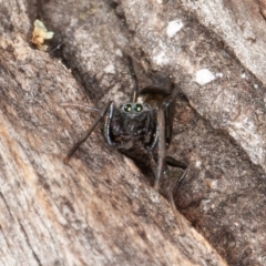 Myrmarachne sp. (genus) at Symonston, ACT - 23 May 2021