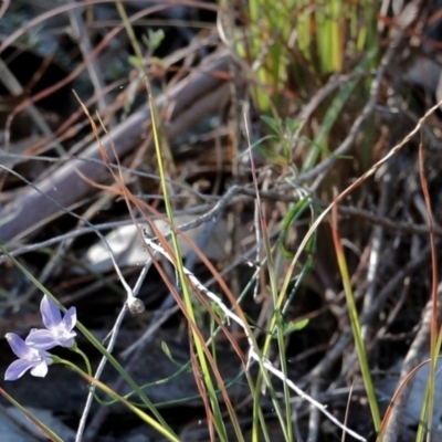 Wahlenbergia sp. (Bluebell) at Nail Can Hill - 23 May 2021 by Kyliegw