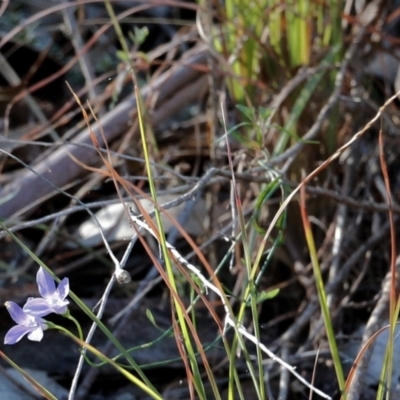 Wahlenbergia sp. (Bluebell) at Albury - 23 May 2021 by KylieWaldon