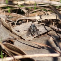 Sarcophagidae (family) (Unidentified flesh fly) at Albury, NSW - 23 May 2021 by KylieWaldon