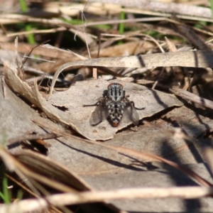 Sarcophagidae (family) at Albury, NSW - 23 May 2021 10:13 AM