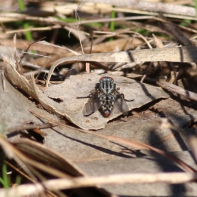 Sarcophagidae (family) (Unidentified flesh fly) at Albury, NSW - 23 May 2021 by KylieWaldon