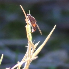 Unidentified Bee (Hymenoptera, Apiformes) at Albury, NSW - 23 May 2021 by Kyliegw