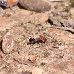 Unidentified Ant (Hymenoptera, Formicidae) at Albury, NSW - 23 May 2021 by Kyliegw