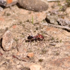 Iridomyrmex purpureus (Meat Ant) at Albury - 23 May 2021 by KylieWaldon