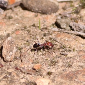 Iridomyrmex purpureus at Albury - 23 May 2021 11:41 AM