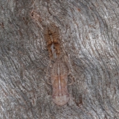 Ledromorpha planirostris (A leafhopper) at Callum Brae - 23 May 2021 by rawshorty