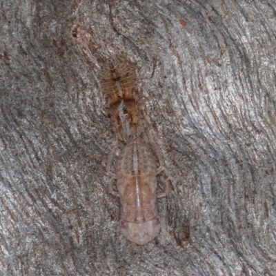 Ledromorpha planirostris (A leafhopper) at Symonston, ACT - 23 May 2021 by rawshorty