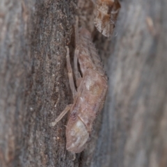 Ledromorpha planirostris at Symonston, ACT - 23 May 2021