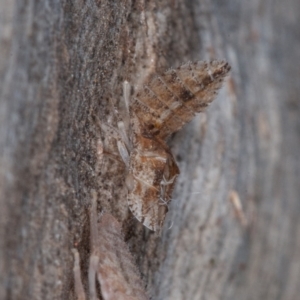 Ledromorpha planirostris at Symonston, ACT - 23 May 2021