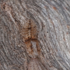 Ledromorpha planirostris at Symonston, ACT - 23 May 2021 12:09 PM